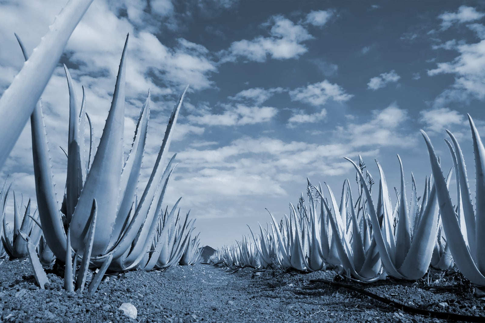 Is Aloe Vera Safe For Dogs?