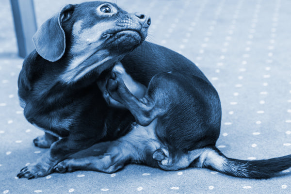 Help My Dog Is Constantly Scratching and Biting Herself TrueBlue Pets