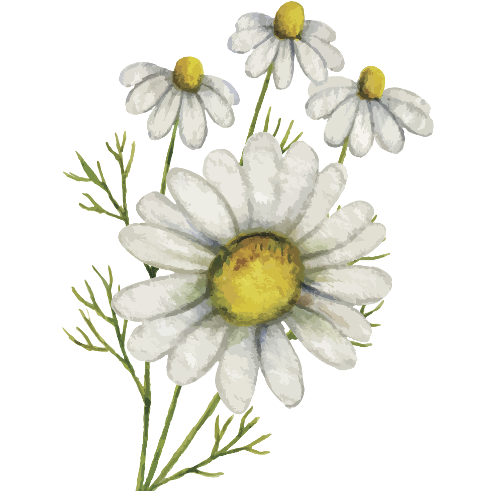 chamomile botanical drawing