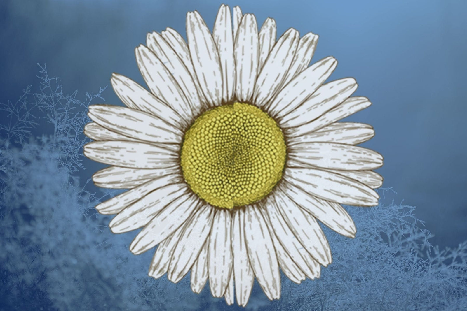 chamomile