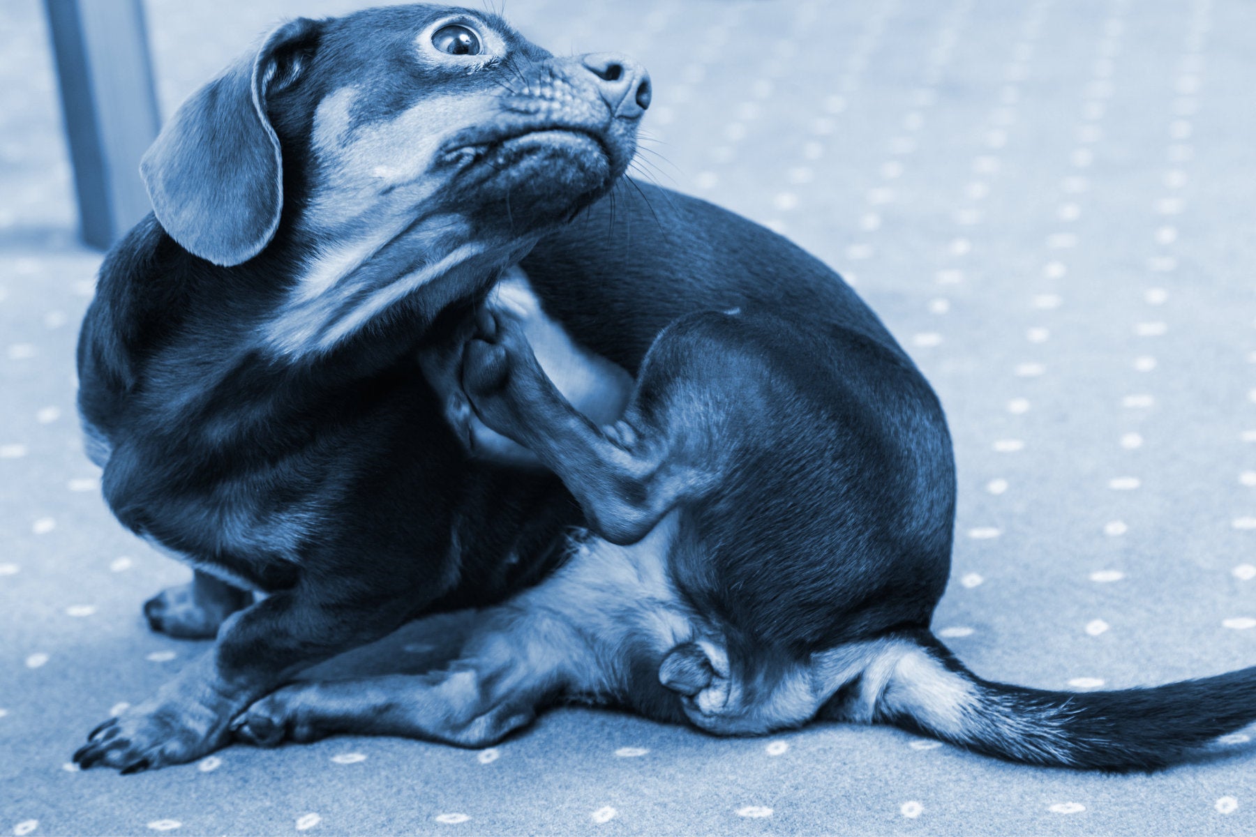 Help! My Dog Is Constantly Scratching and Biting Herself TrueBlue Pets