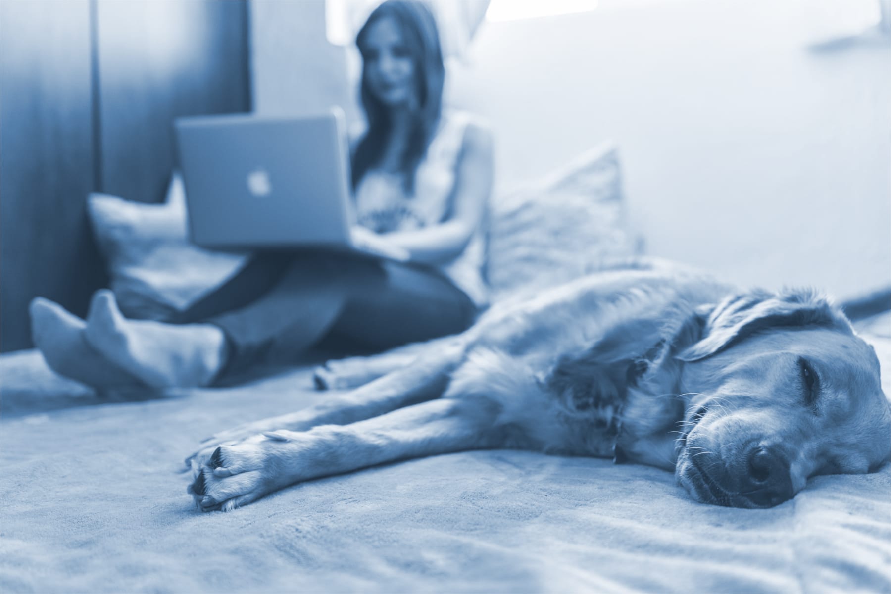 How to Get Virtual Veterinary Care When You Can't Make It To Your Regular Vet
