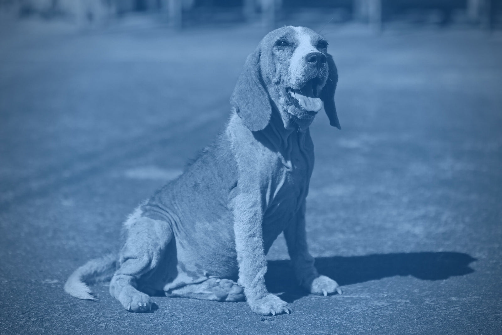 Dog losing hair online near tail