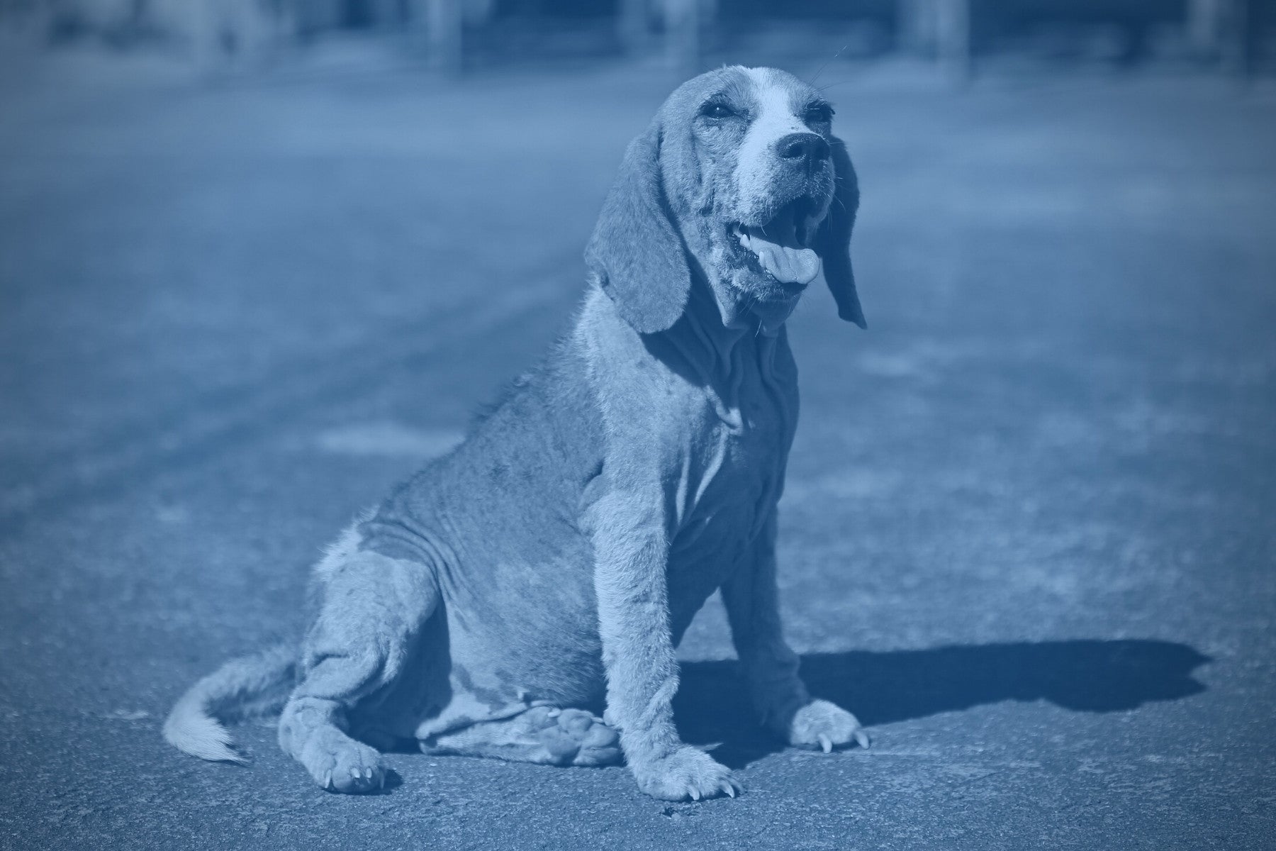 Beagle dog with hair loss