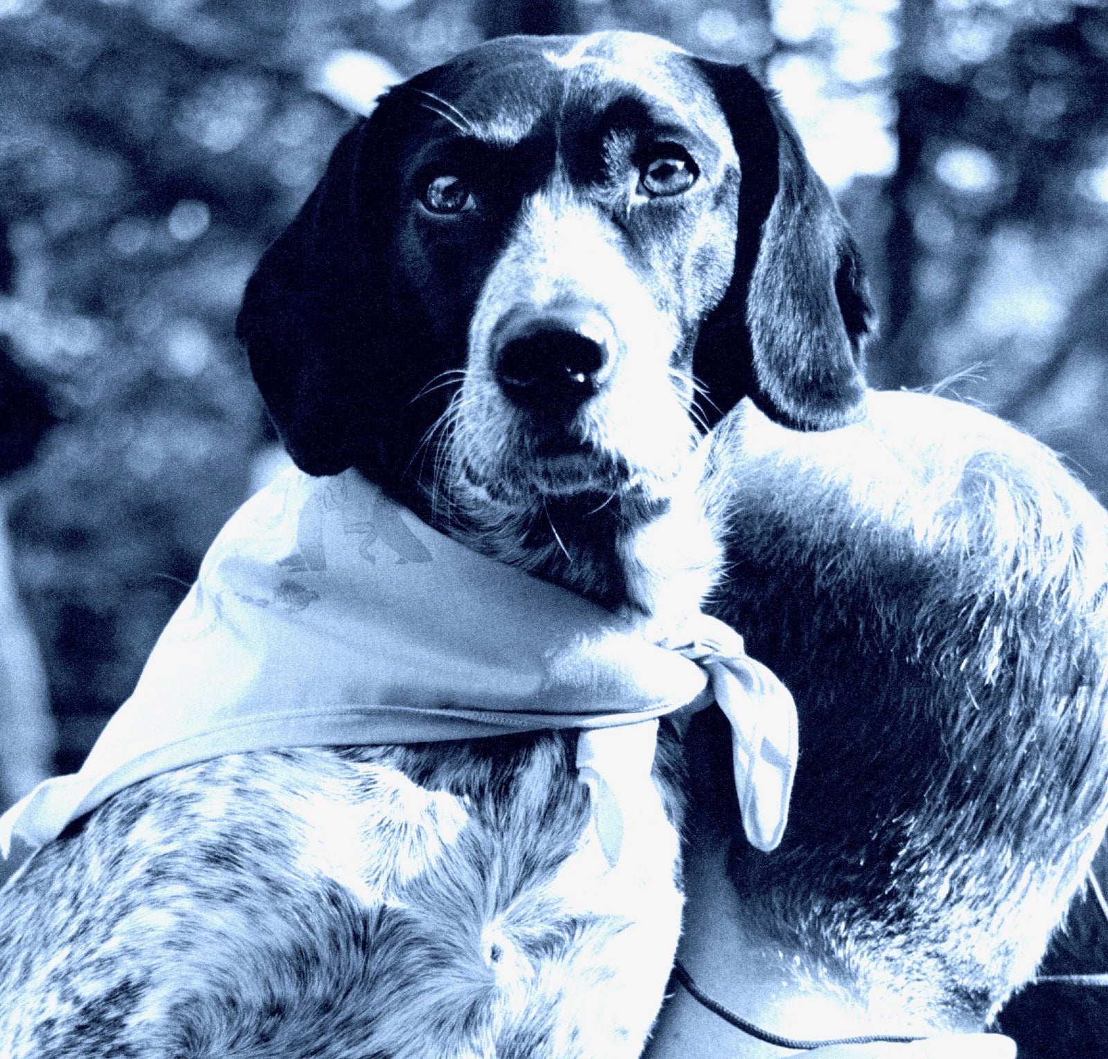 Pets and Corona Virus.... What Do We Know ?