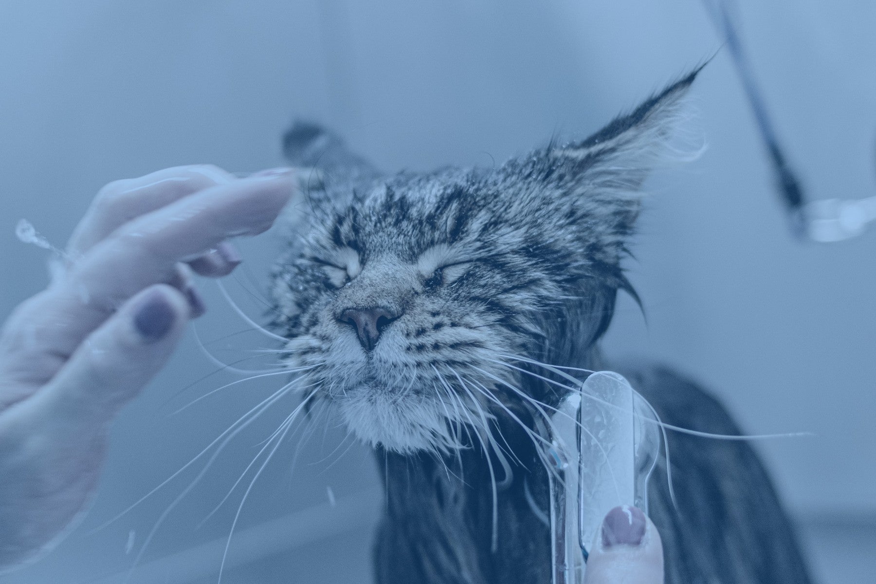 Cat getting a bath