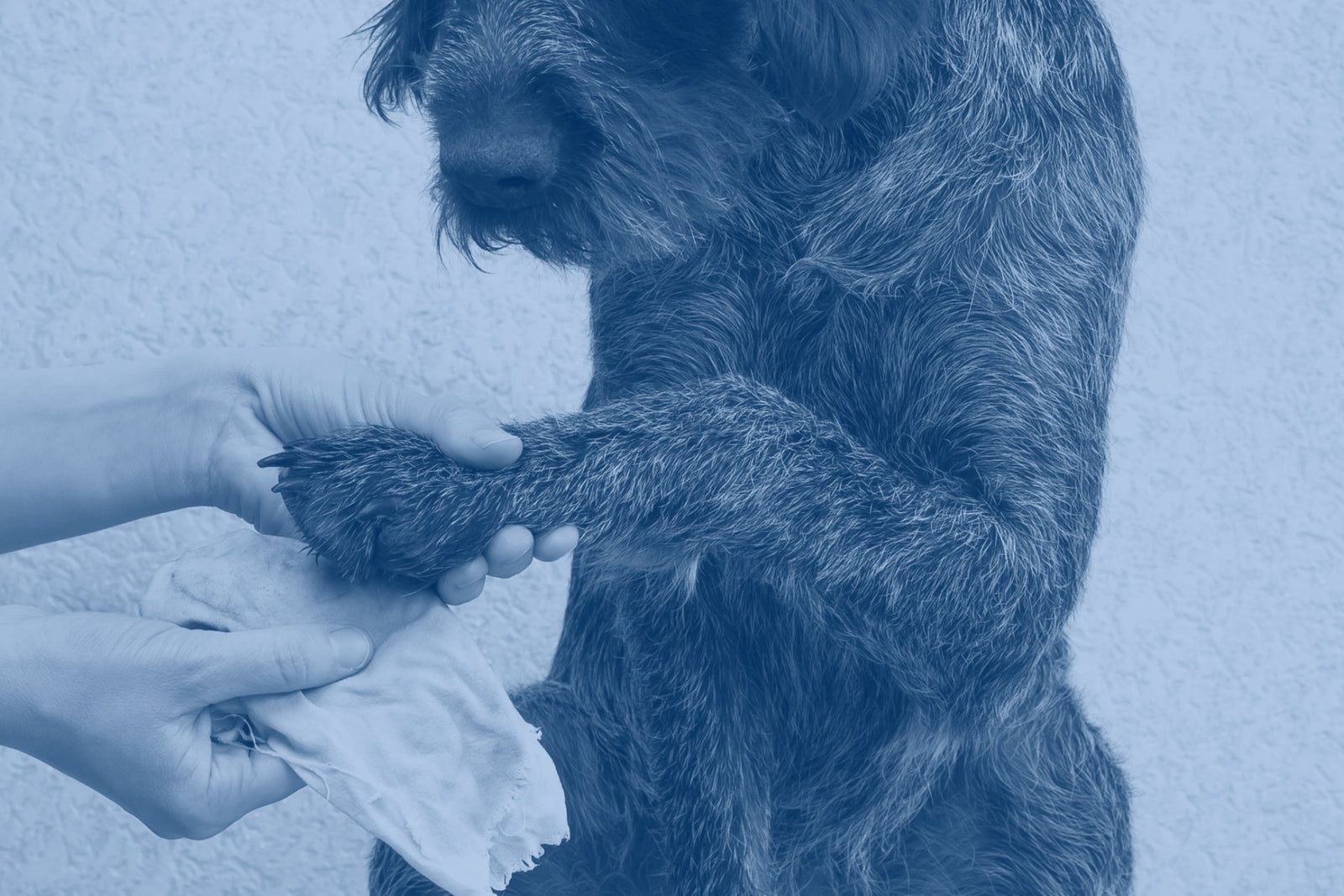 Disinfectant for dogs sales paws