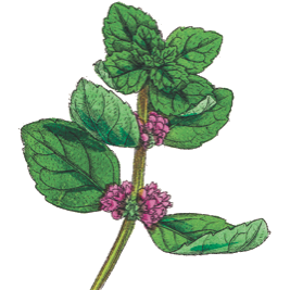 mint botanical drawing