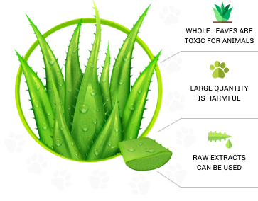 Are aloe plants poisonous to deals dogs