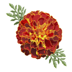 marigold botanical drawing