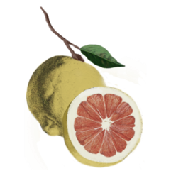 grapefruit botanical drawing