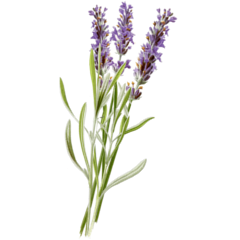 lavender botanical drawing
